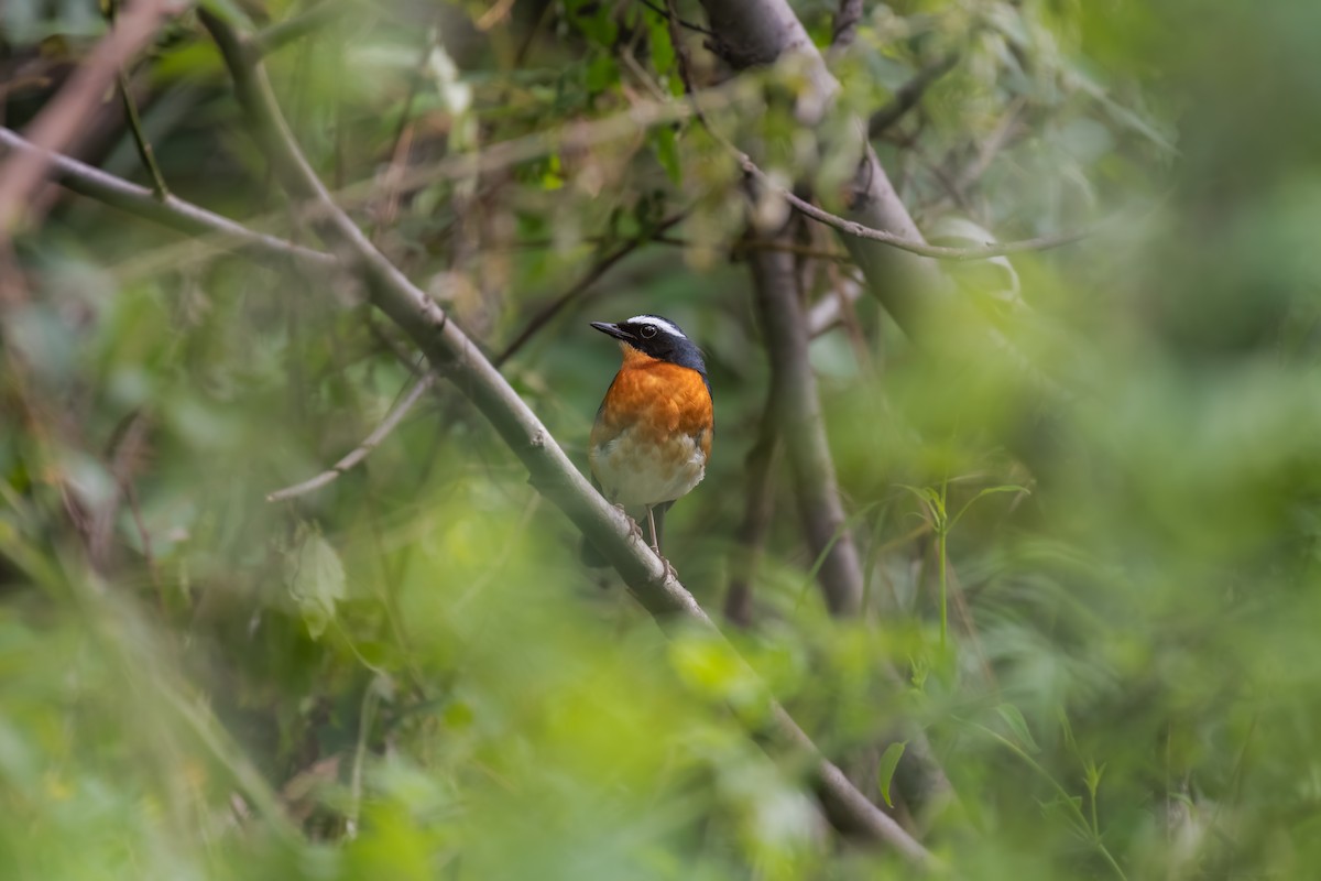 Orangenachtigall - ML639250918