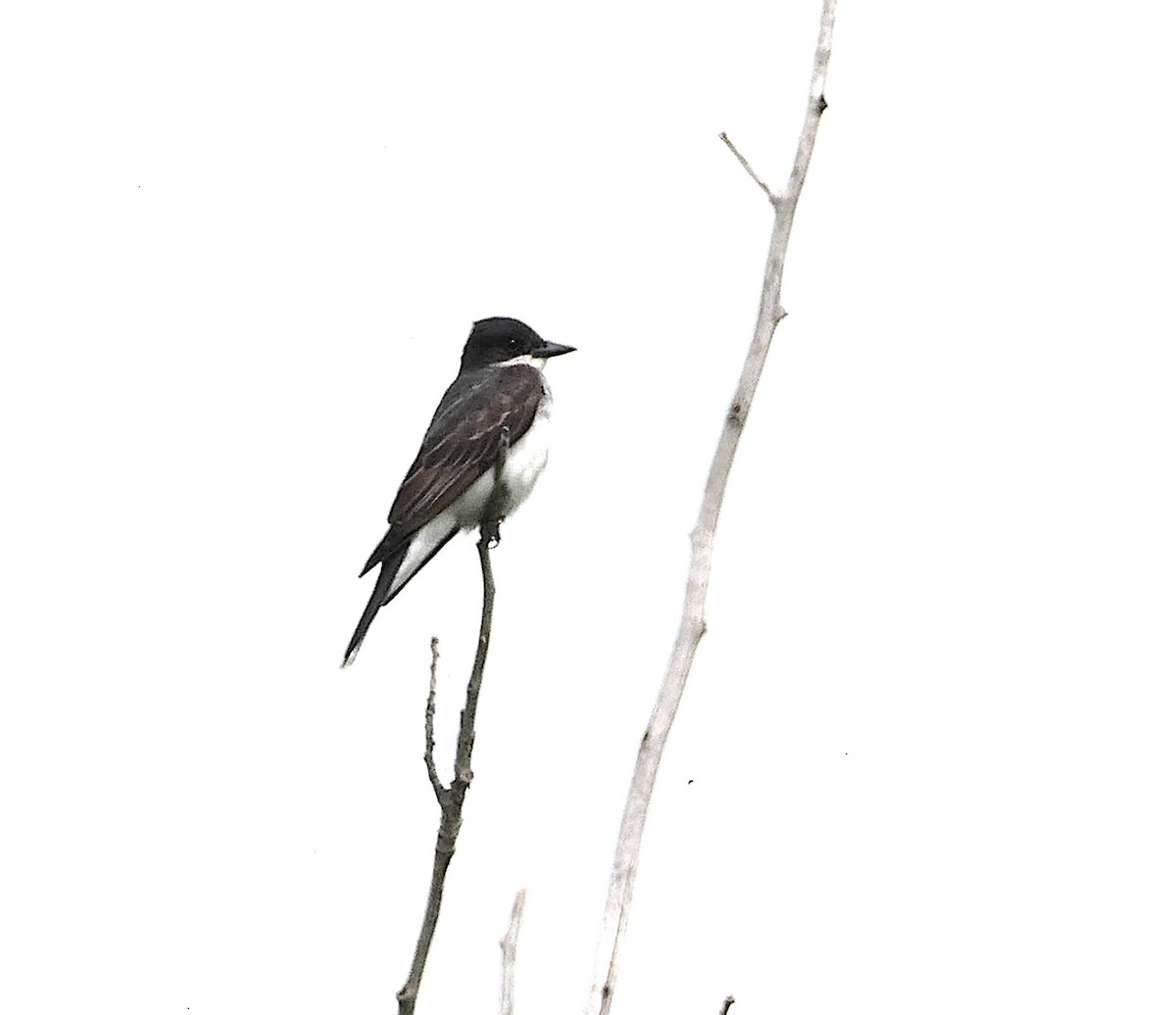 Eastern Kingbird - ML639250930