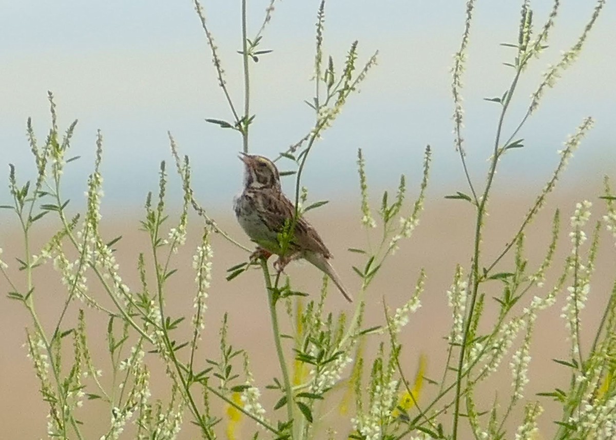 Savannah Sparrow - ML639250935