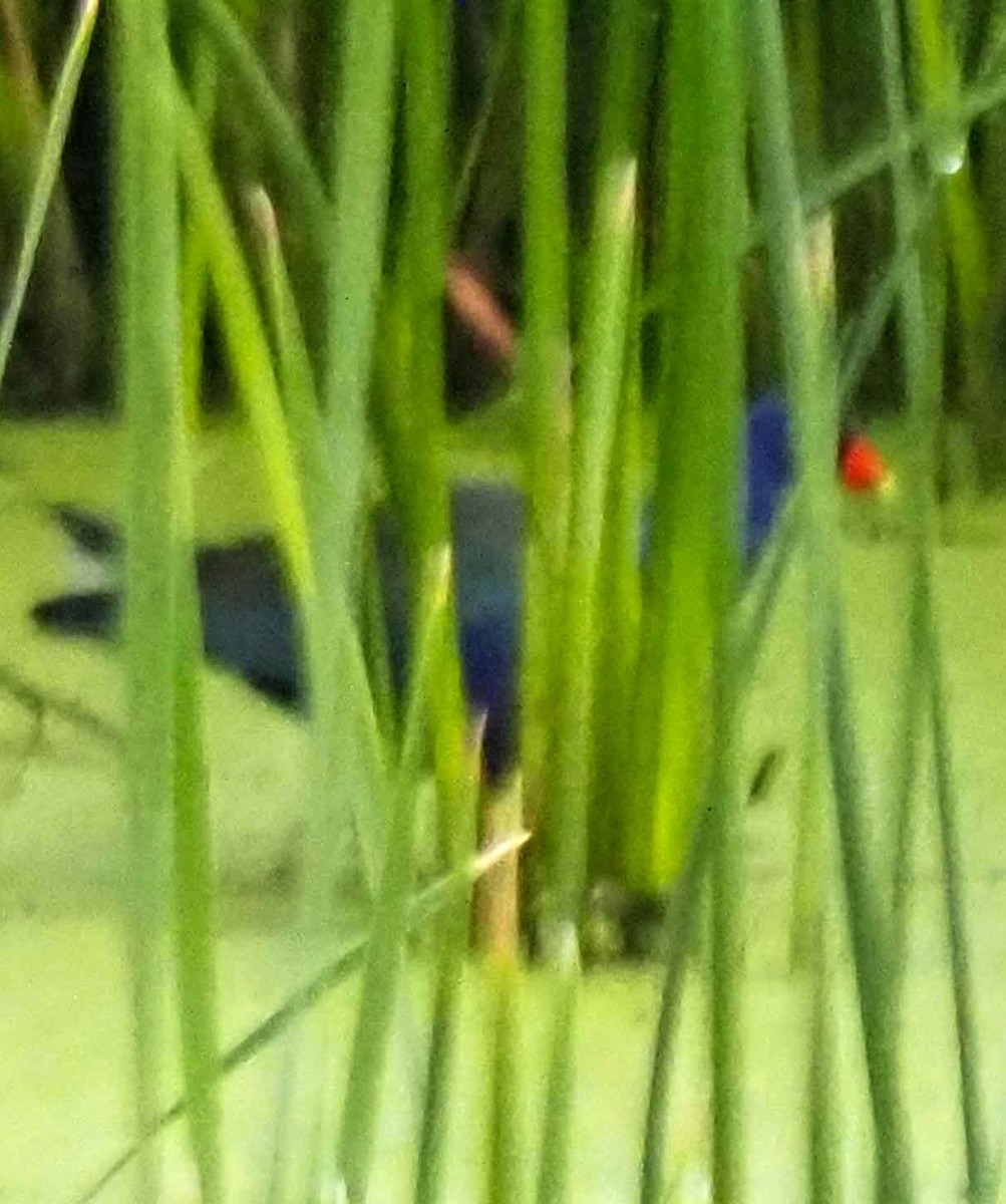 Purple Gallinule - ML639250976