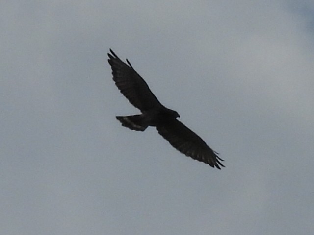 Broad-winged Hawk - ML639251069