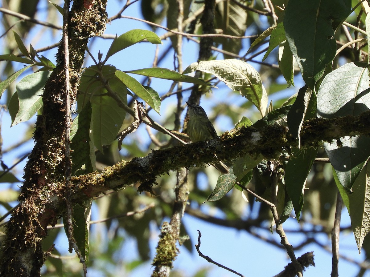 エクアドルヒゲハエトリ - ML639251258