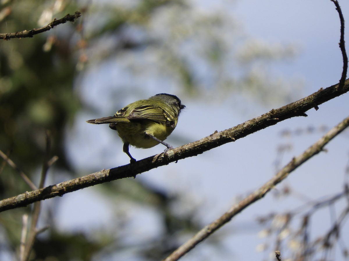 エクアドルヒゲハエトリ - ML639251259