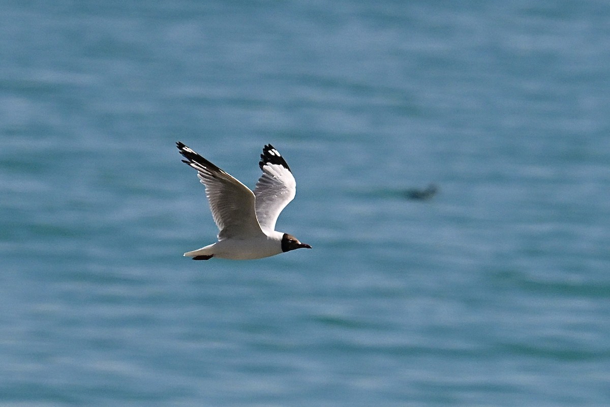 Brown-headed Gull - ML639251382