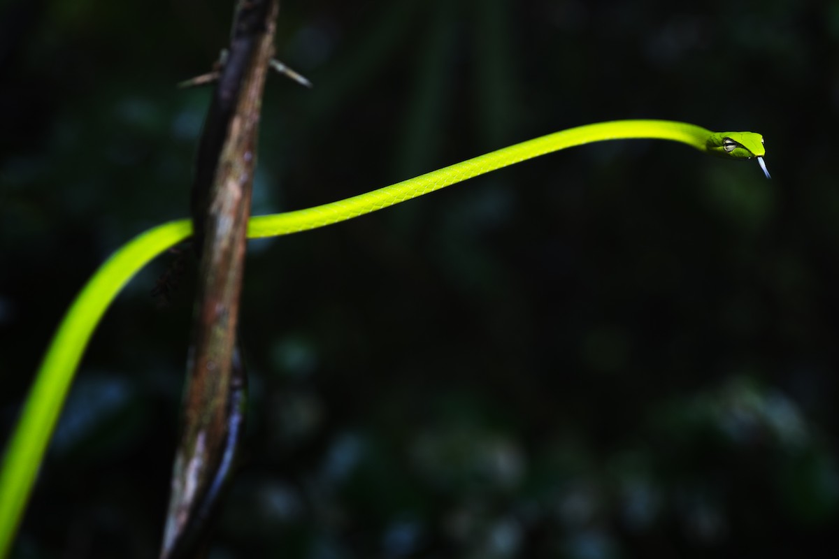 Oriental Whipsnake - ML639251454