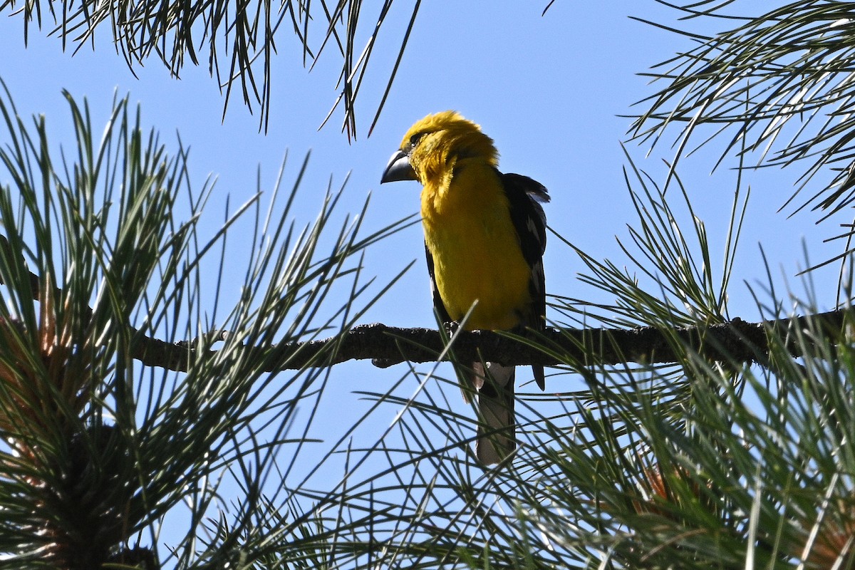 Yellow Grosbeak - ML639251478