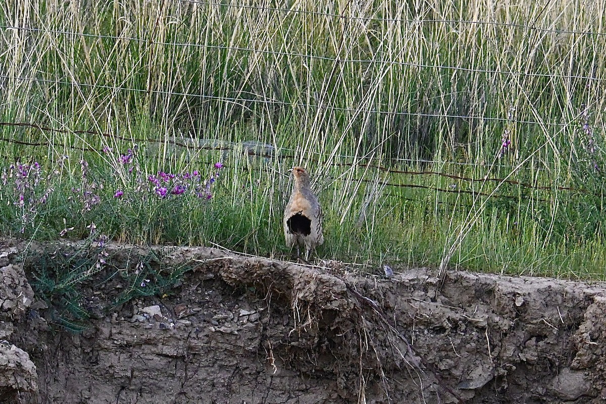 Daurian Partridge - ML639251480
