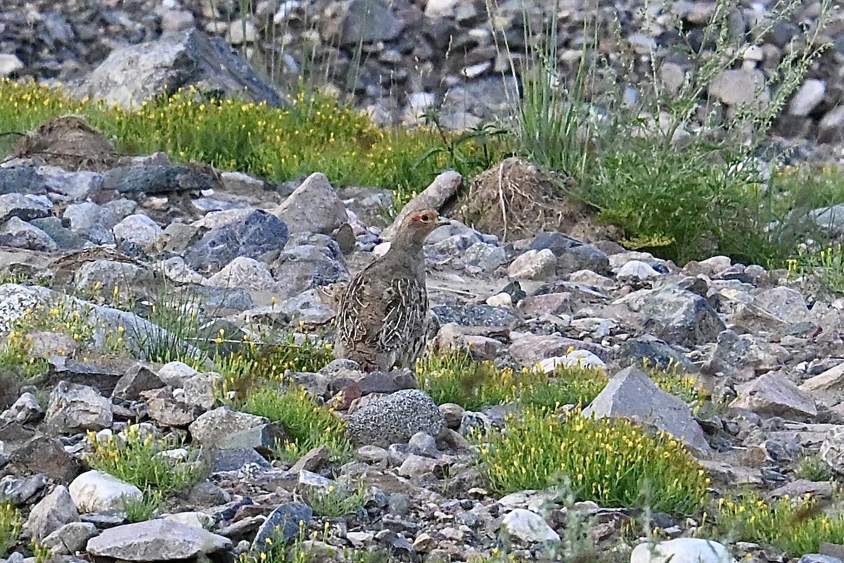 Daurian Partridge - ML639251483
