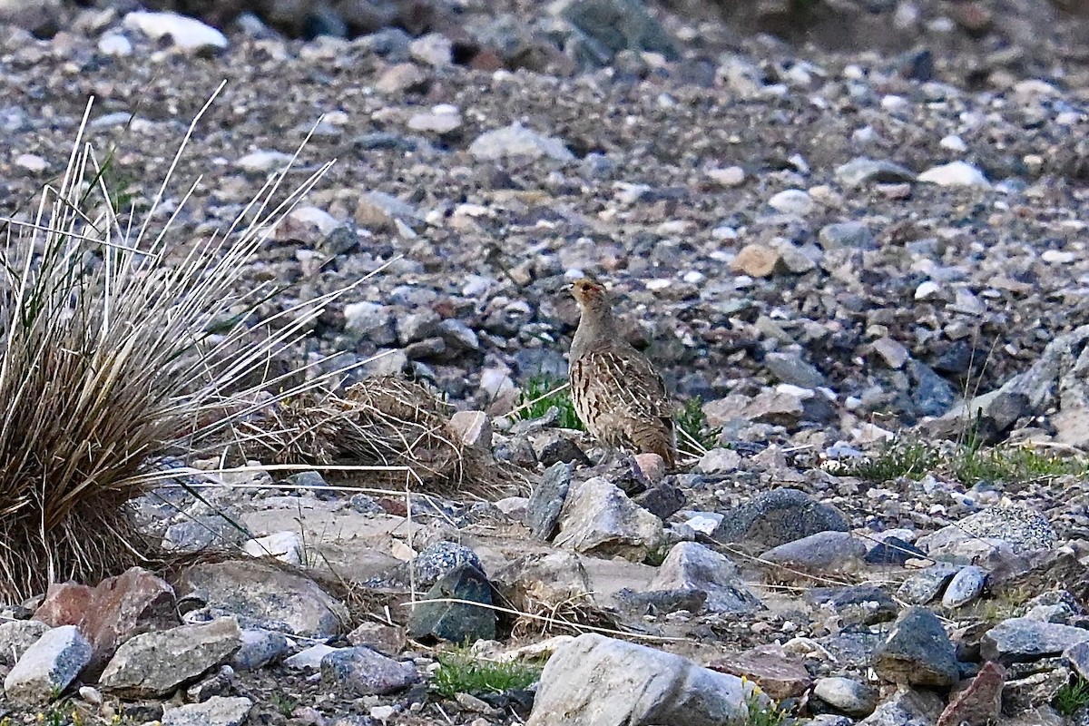 Daurian Partridge - ML639251484