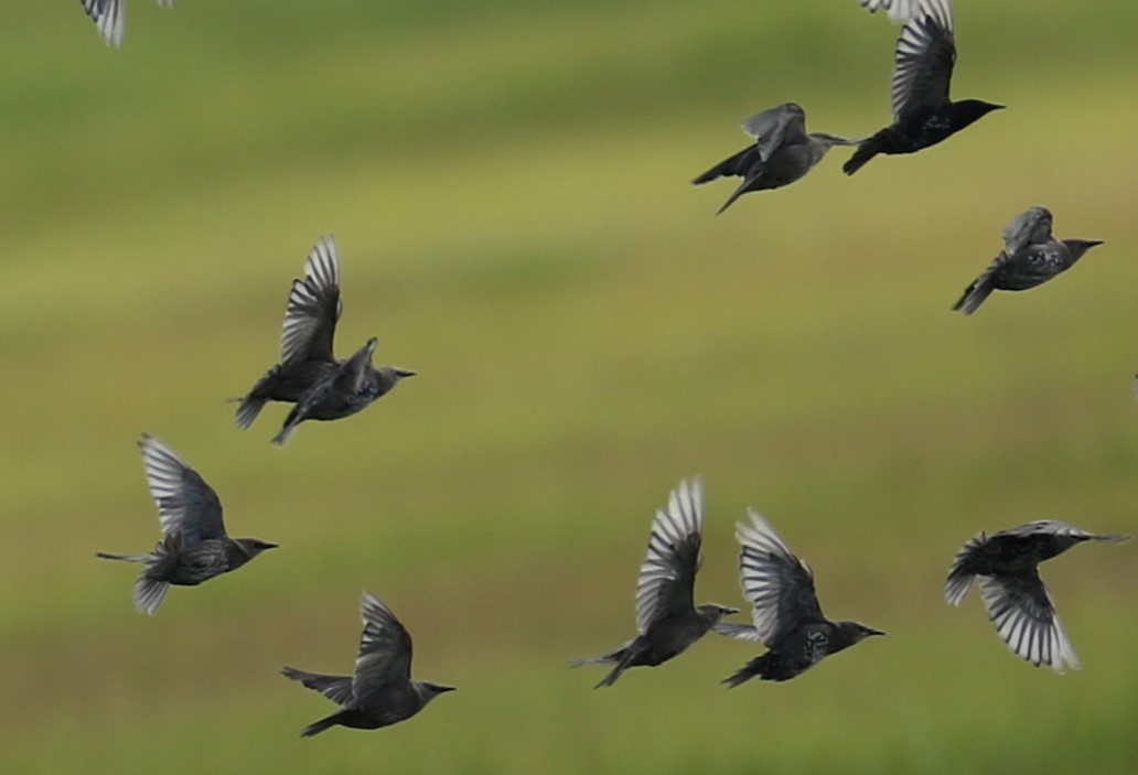 European Starling - ML639251485
