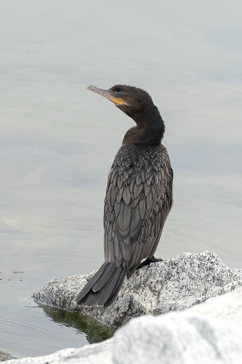 Neotropic Cormorant - ML639251491