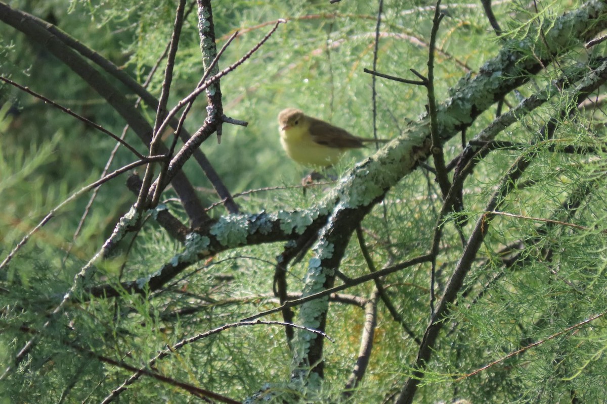 Melodious Warbler - ML639251552