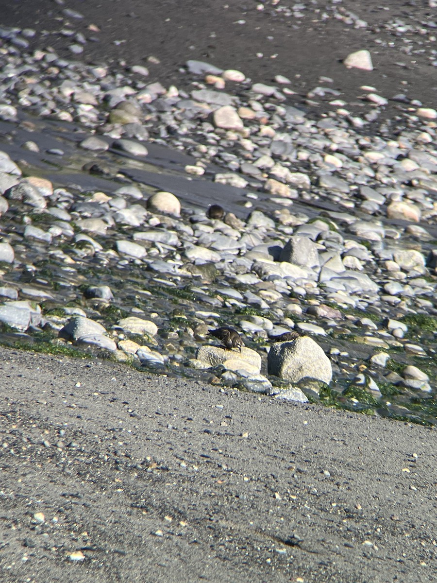 Black Turnstone - ML639251597