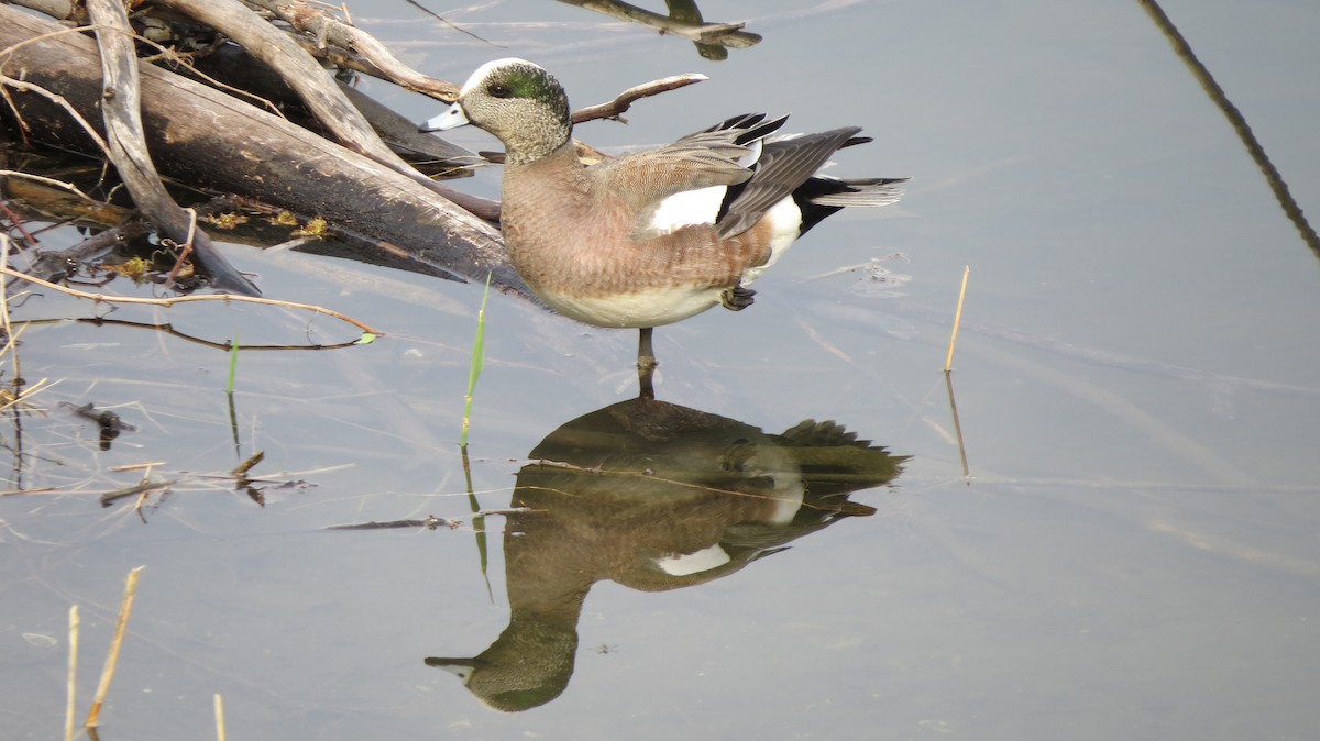 American Wigeon - Maxime Aubert