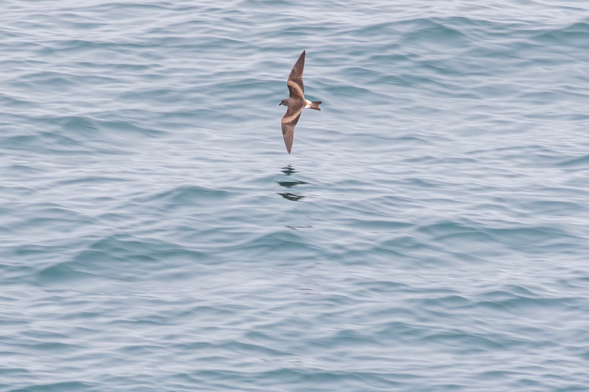 Wellenläufer - ML639251728