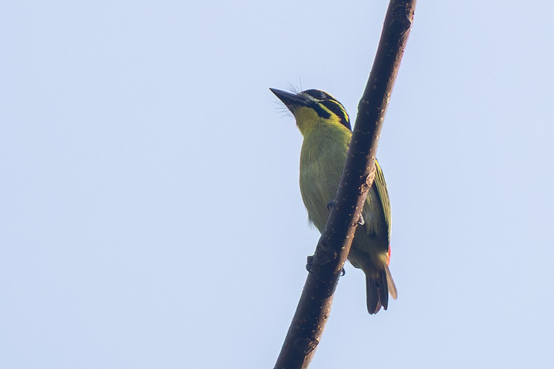 Red-rumped Tinkerbird - ML639251821
