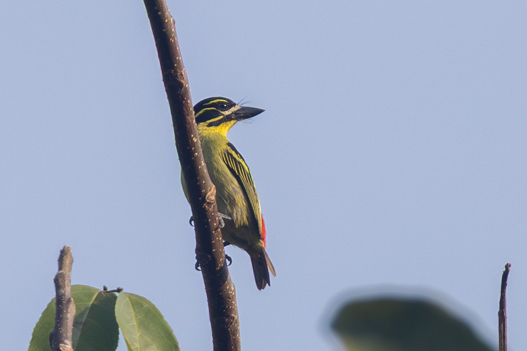 Red-rumped Tinkerbird - ML639251823