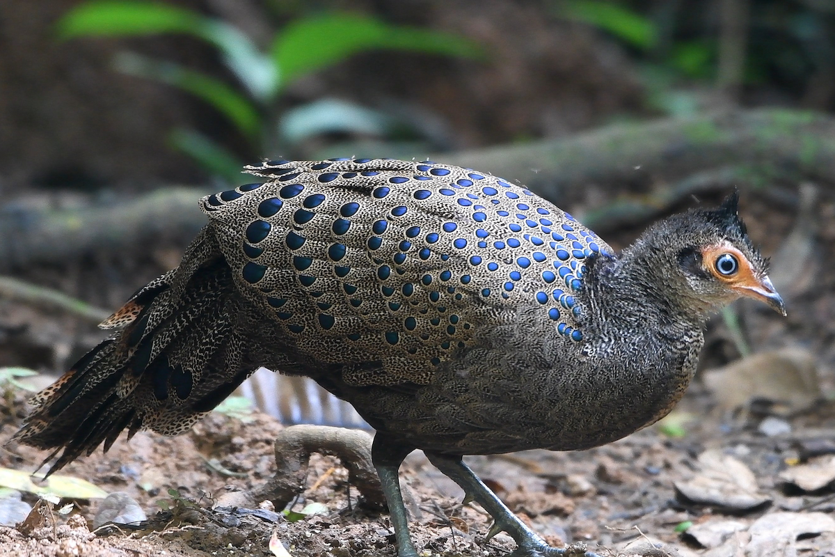 Malayan Peacock-Pheasant - ML639251839