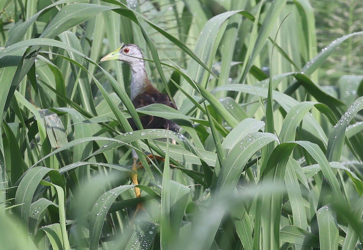 Azure Gallinule - ML639251866