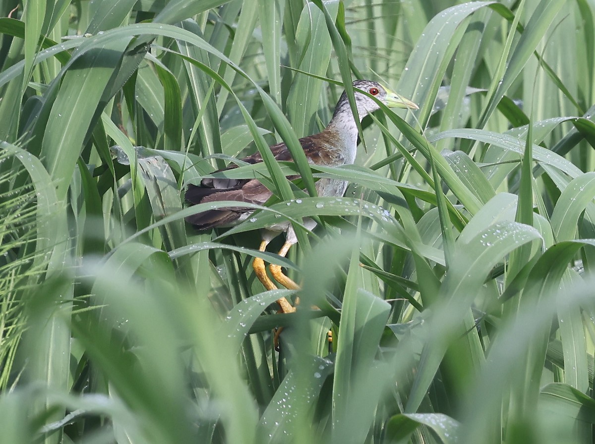 Azure Gallinule - ML639251867