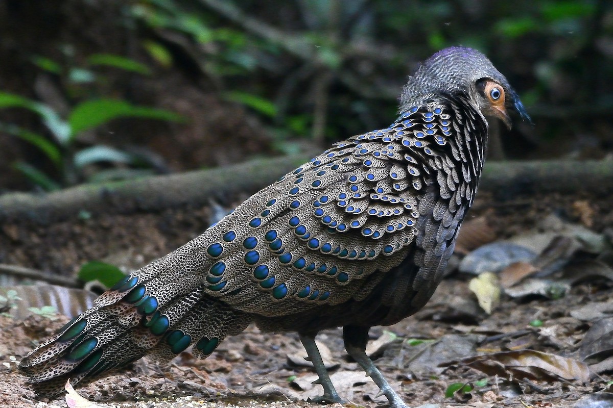 Malayan Peacock-Pheasant - ML639251886