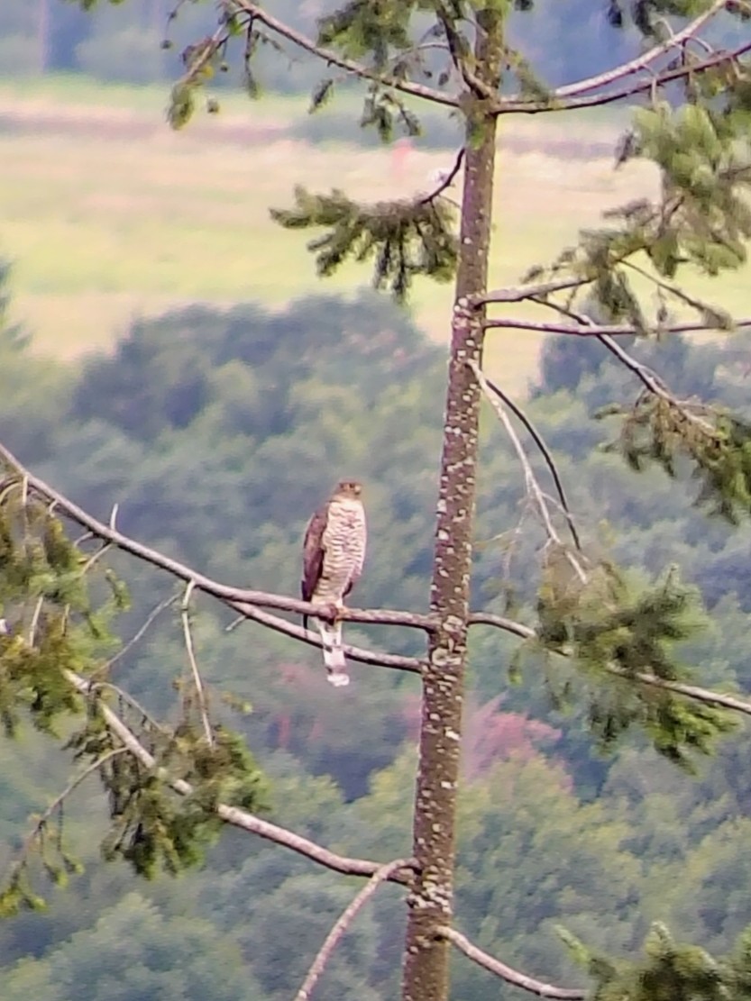 Eurasian Sparrowhawk - ML639251908