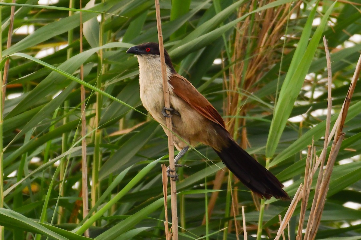 Senegal Coucal - ML639251948