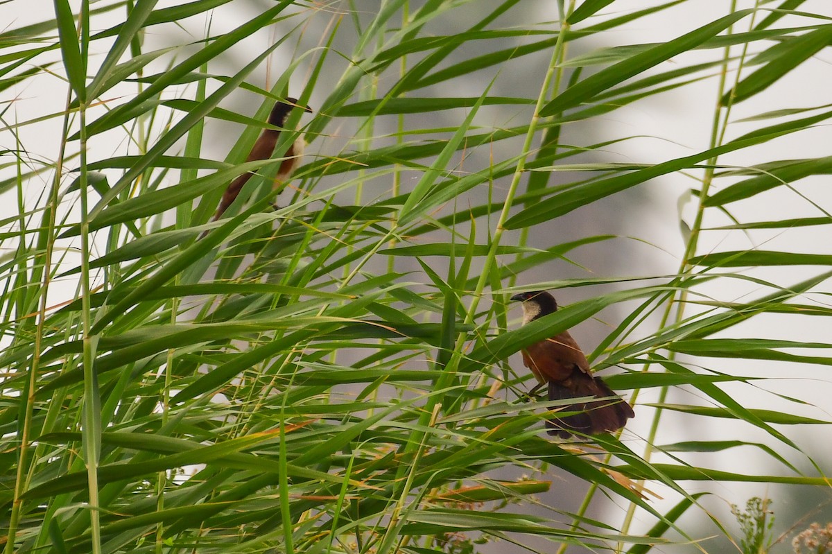 Senegal Coucal - ML639251949