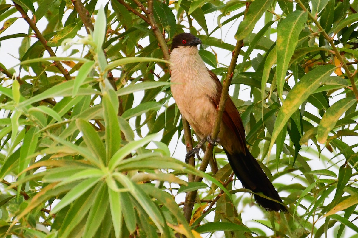 Senegal Coucal - ML639251952