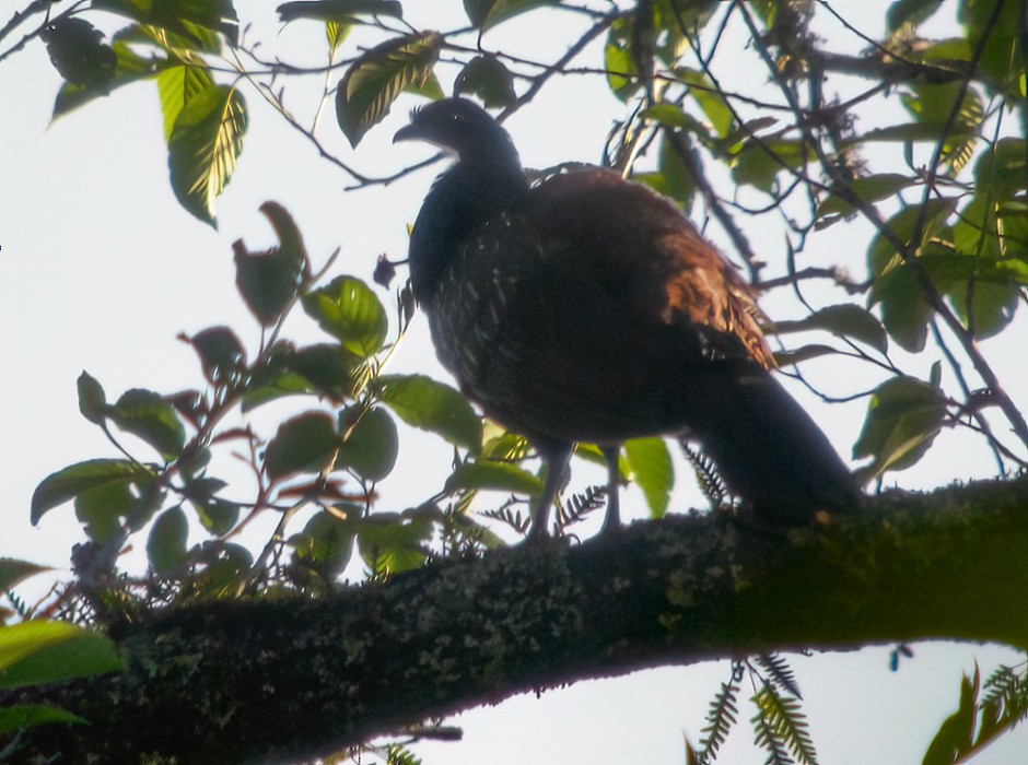 Red-faced Guan - ML639251971