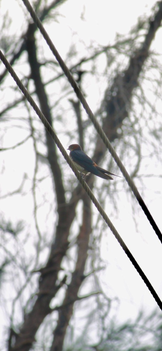 Eastern Red-rumped Swallow - ML639251992