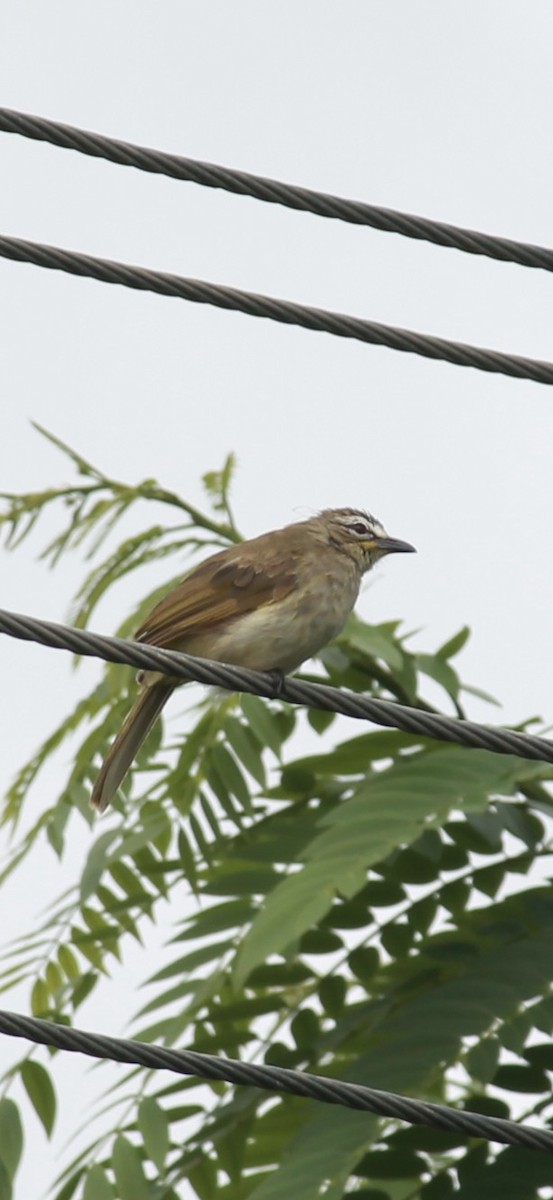 White-browed Bulbul - ML639251999