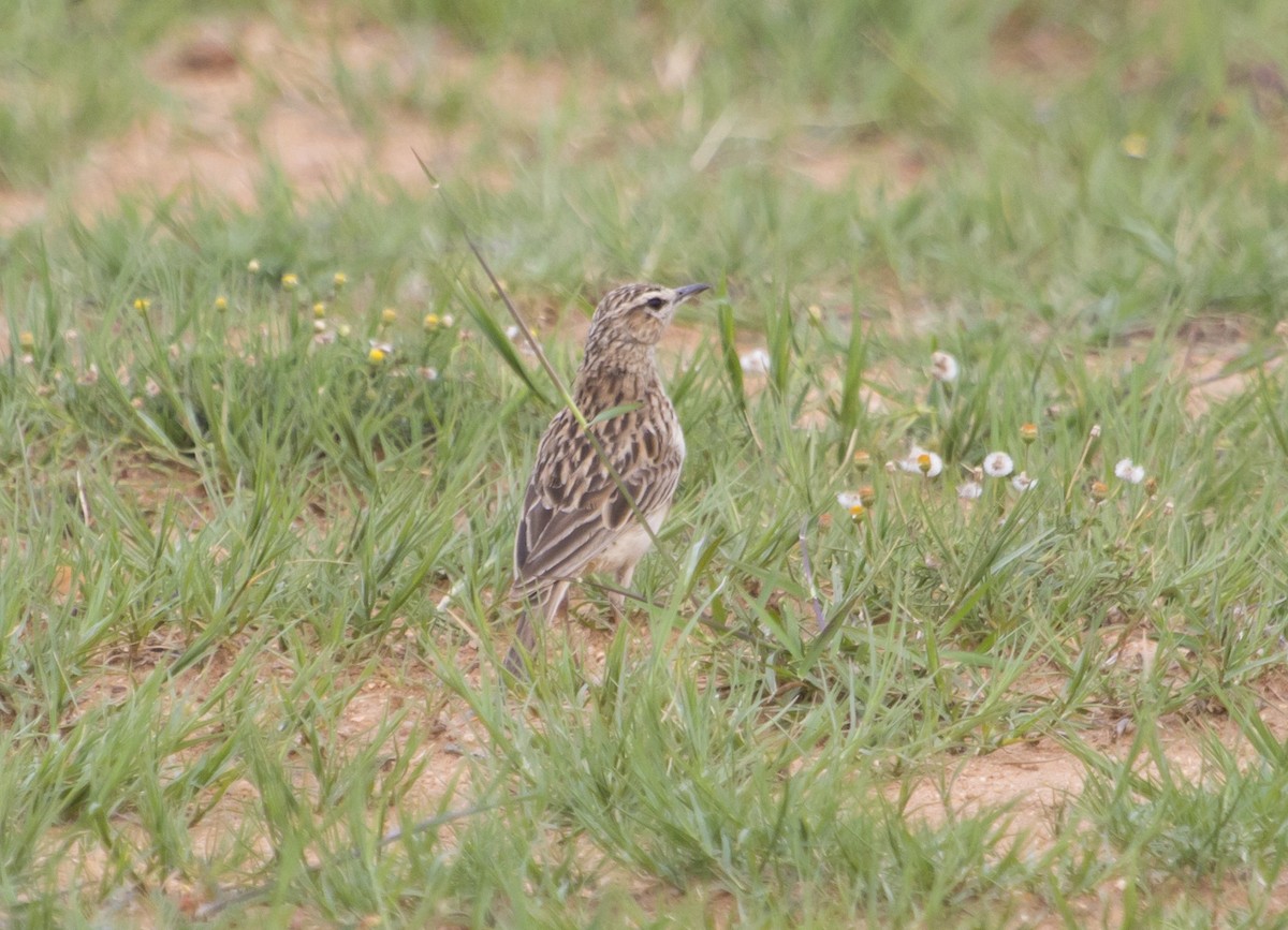 Short-clawed Lark - ML639252030