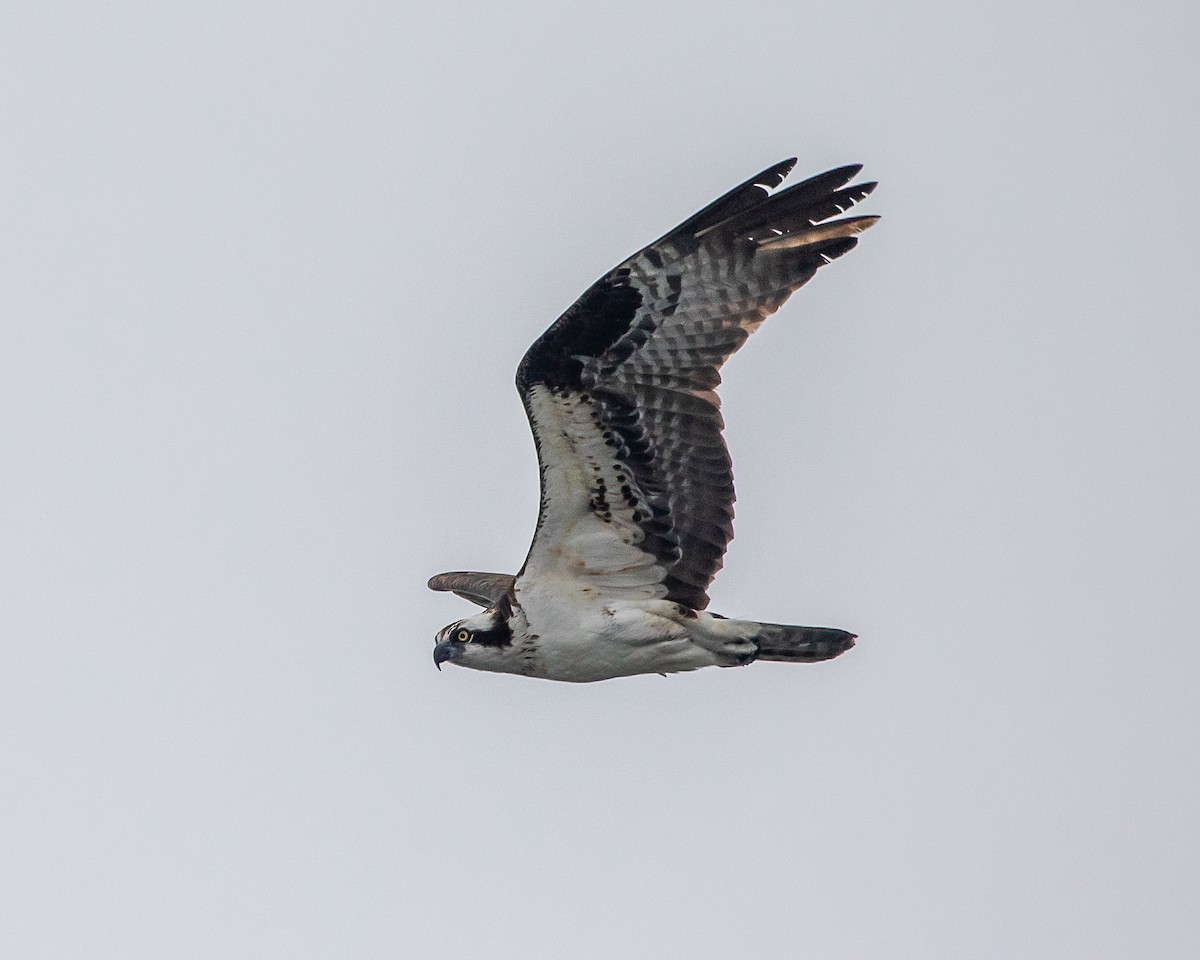 Balbuzard pêcheur - ML639252034