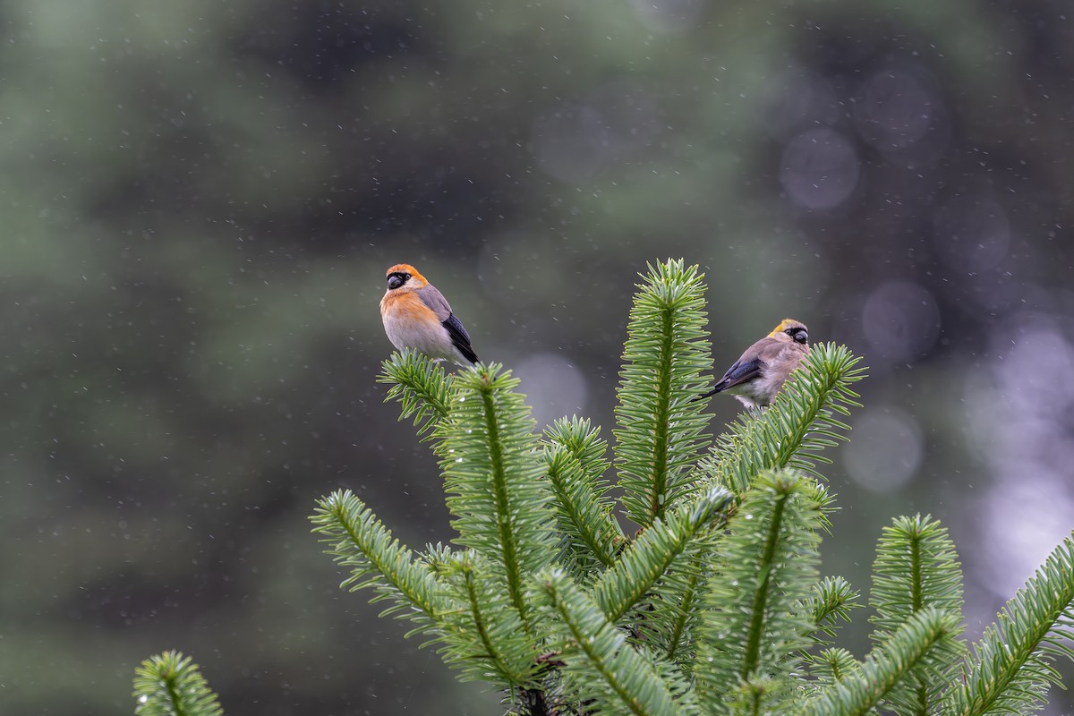 Red-headed Bullfinch - ML639252066