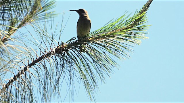 Greater Double-collared Sunbird - ML639252121