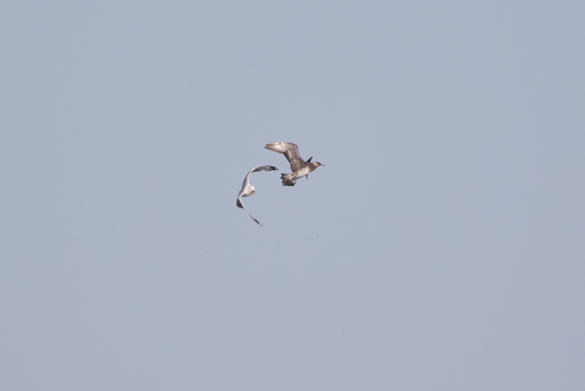 Parasitic/Pomarine Jaeger - ML639252181