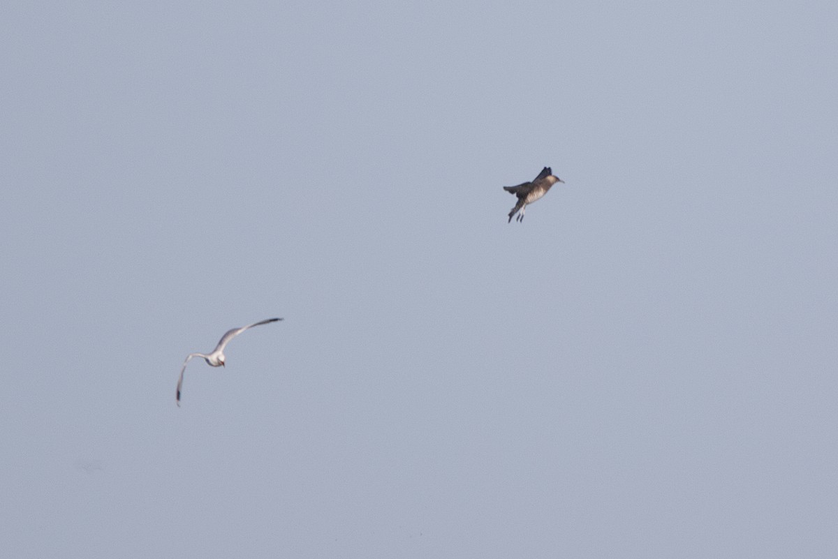 Parasitic/Pomarine Jaeger - ML639252187