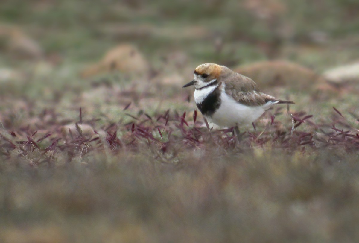 Two-banded Plover - ML639252192