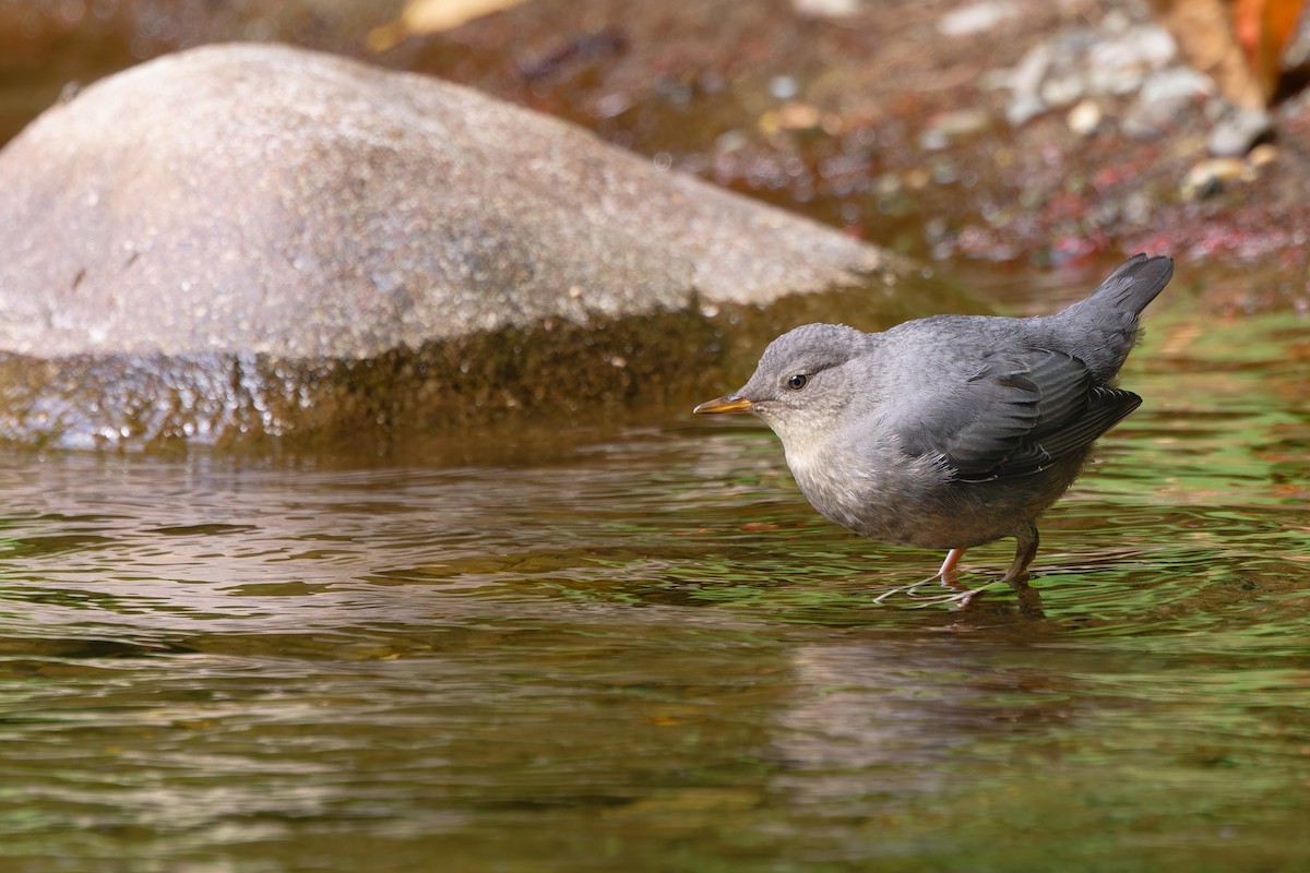 American Dipper - ML639252226
