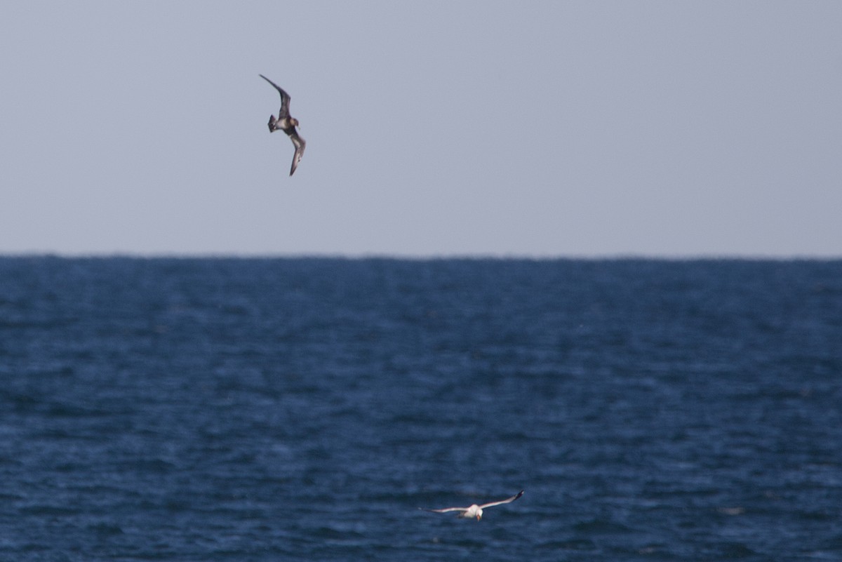 Parasitic/Pomarine Jaeger - ML639252244