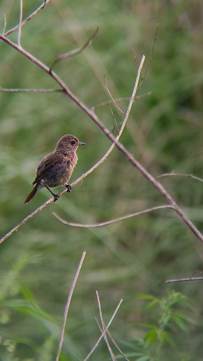 Pied Bushchat - ML639252245