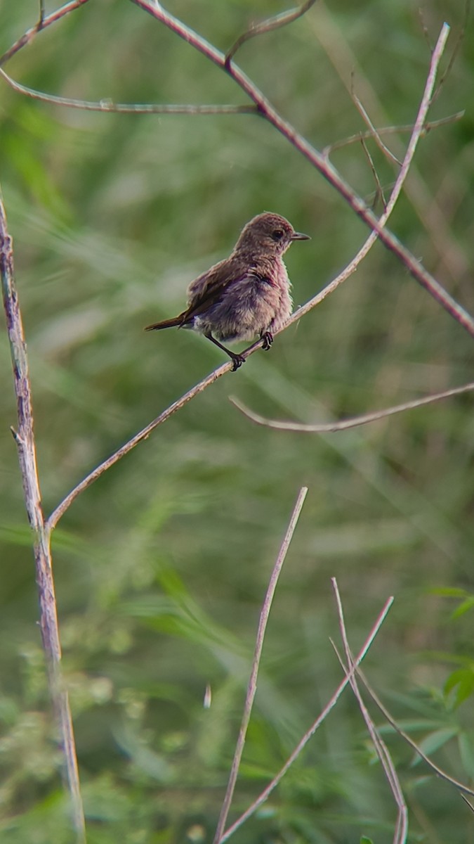 Pied Bushchat - ML639252246