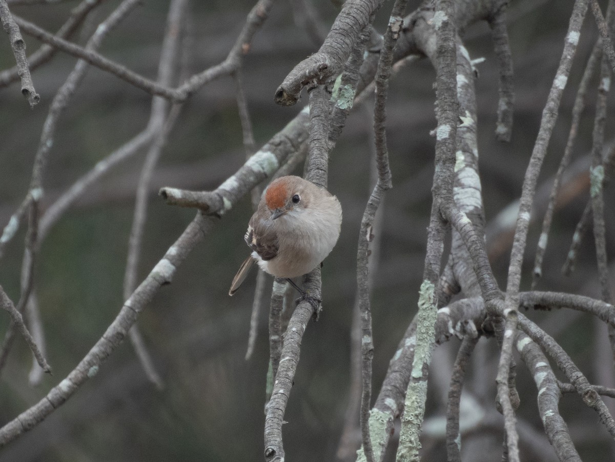 Red-capped Robin - ML639252273