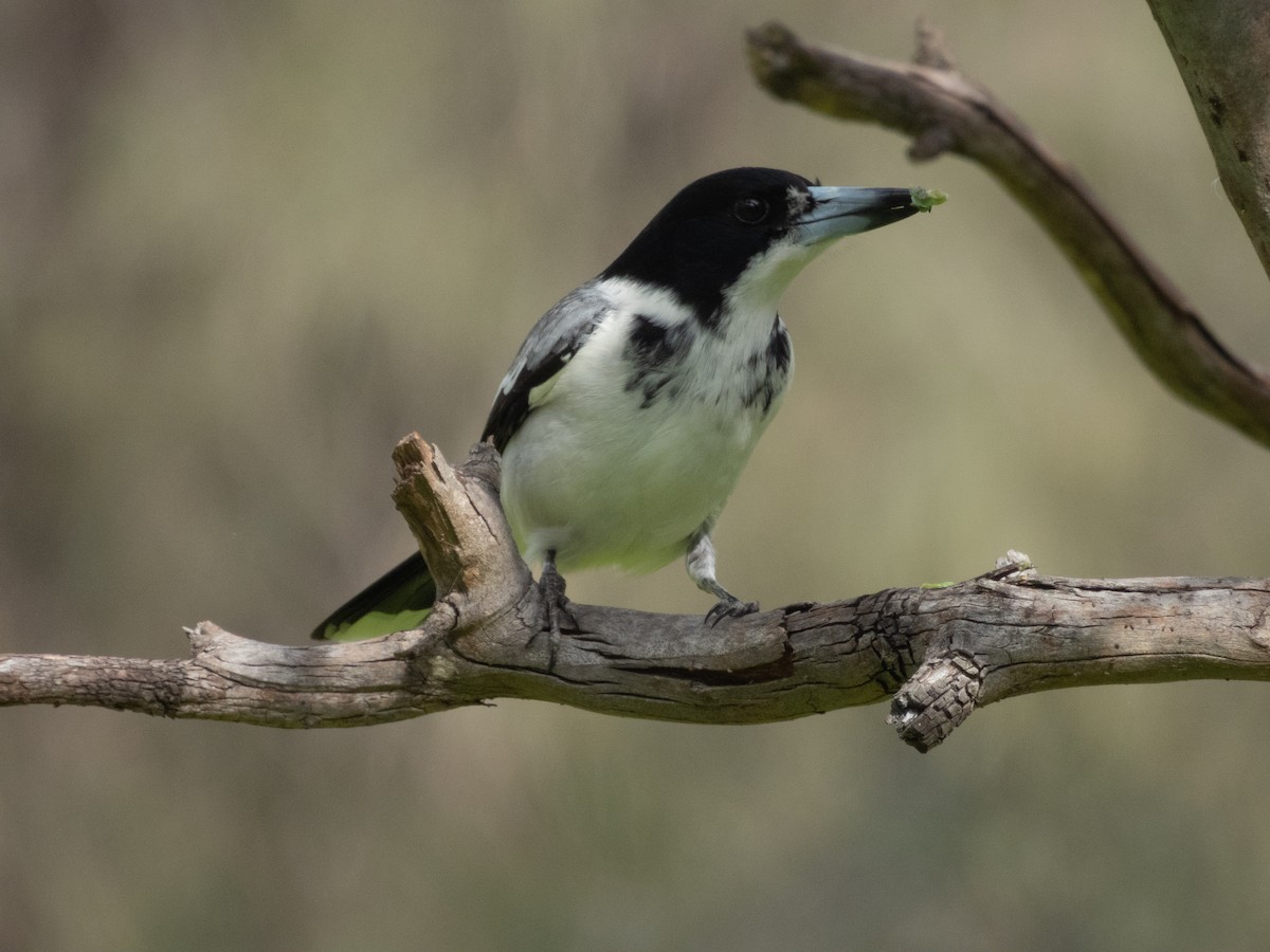 Gray Butcherbird - ML639252277
