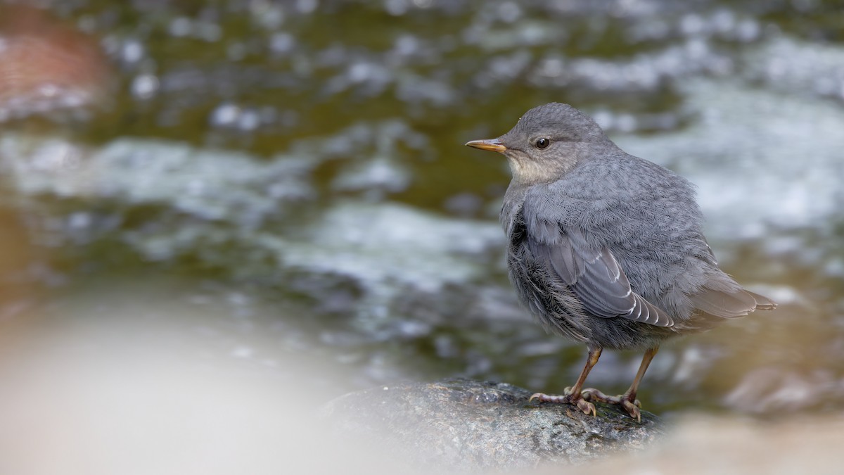 American Dipper - ML639252285