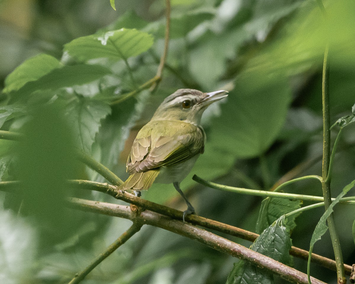 Red-eyed Vireo - ML639252312