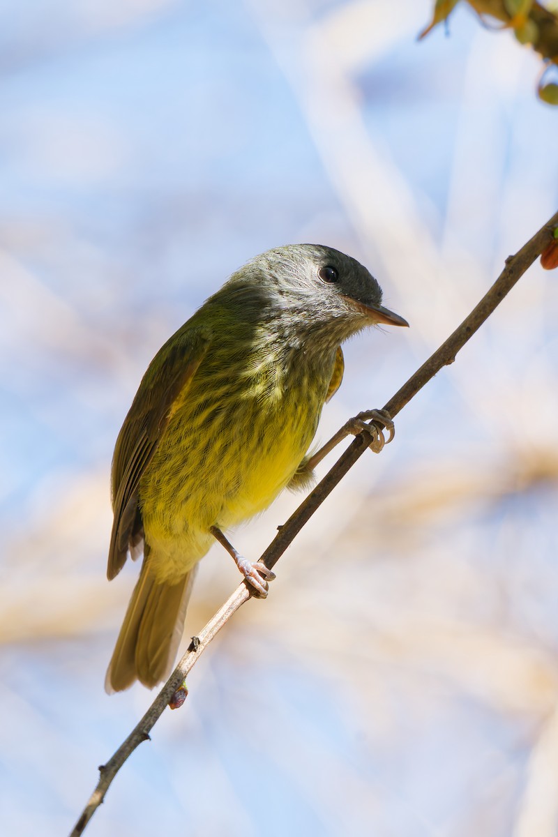 Streak-necked Flycatcher - ML639252343