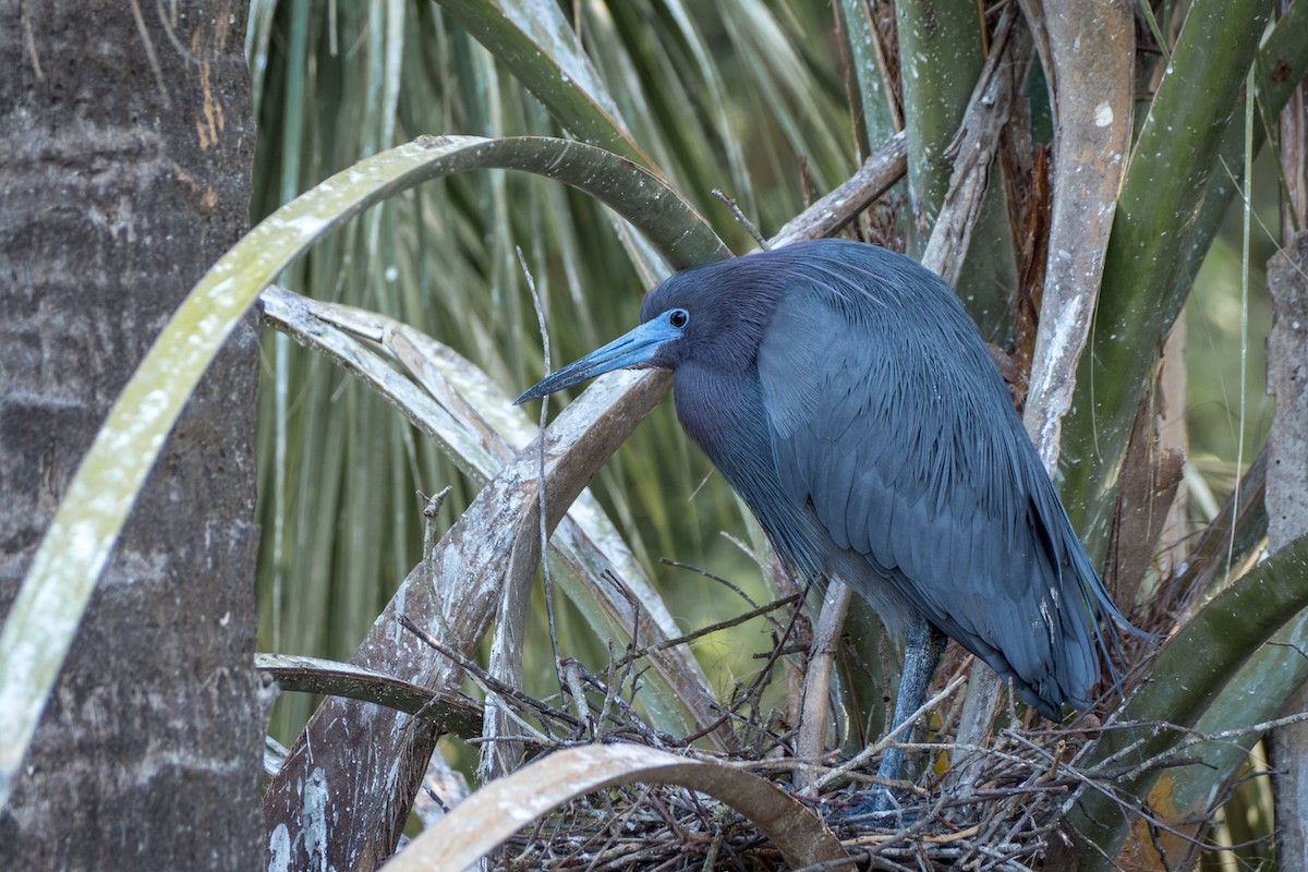 Little Blue Heron - ML639252347