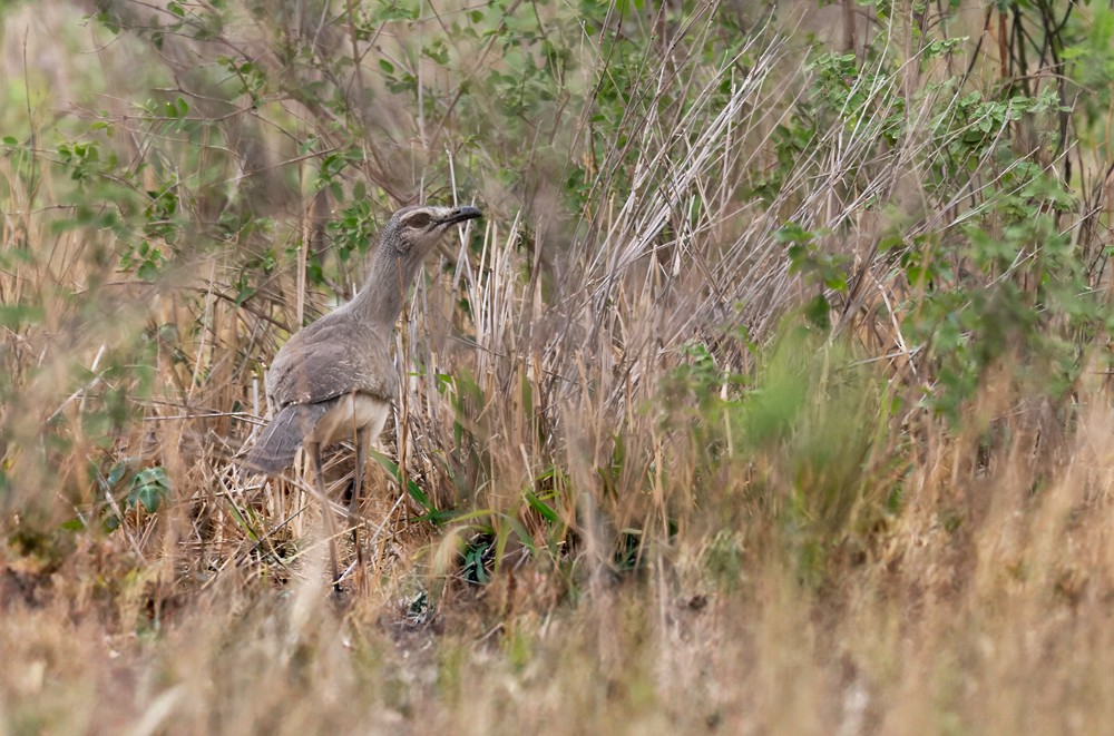 Black-legged Seriema - ML639252632